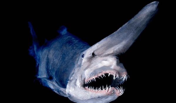 goblin-shark-photo