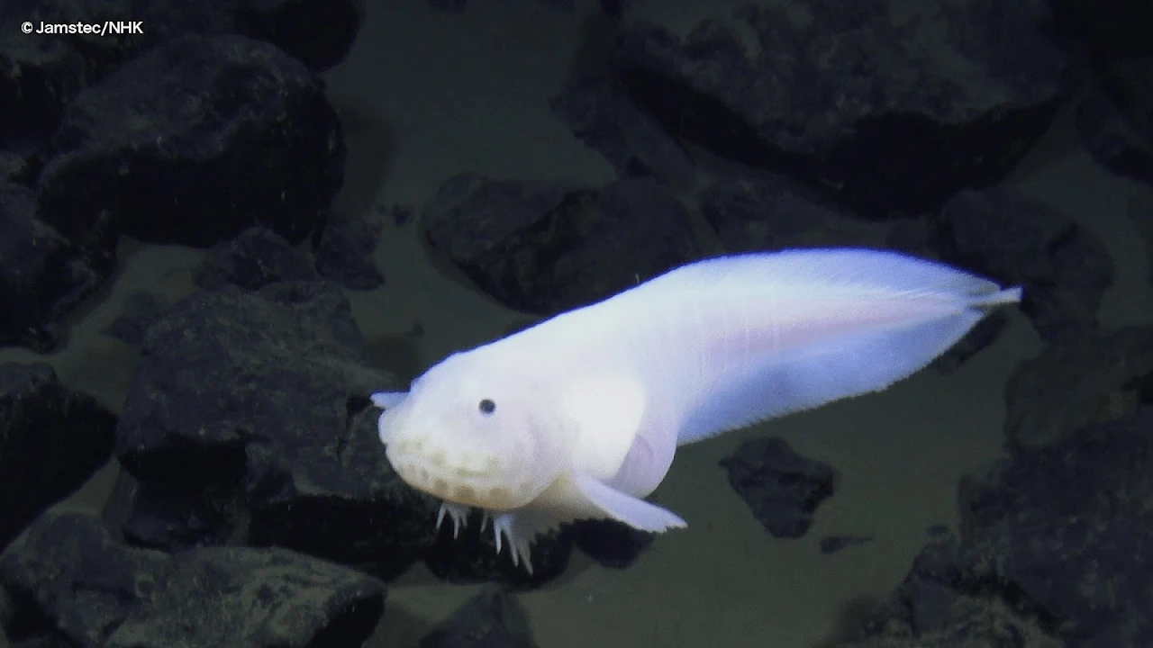 snailfish-photo