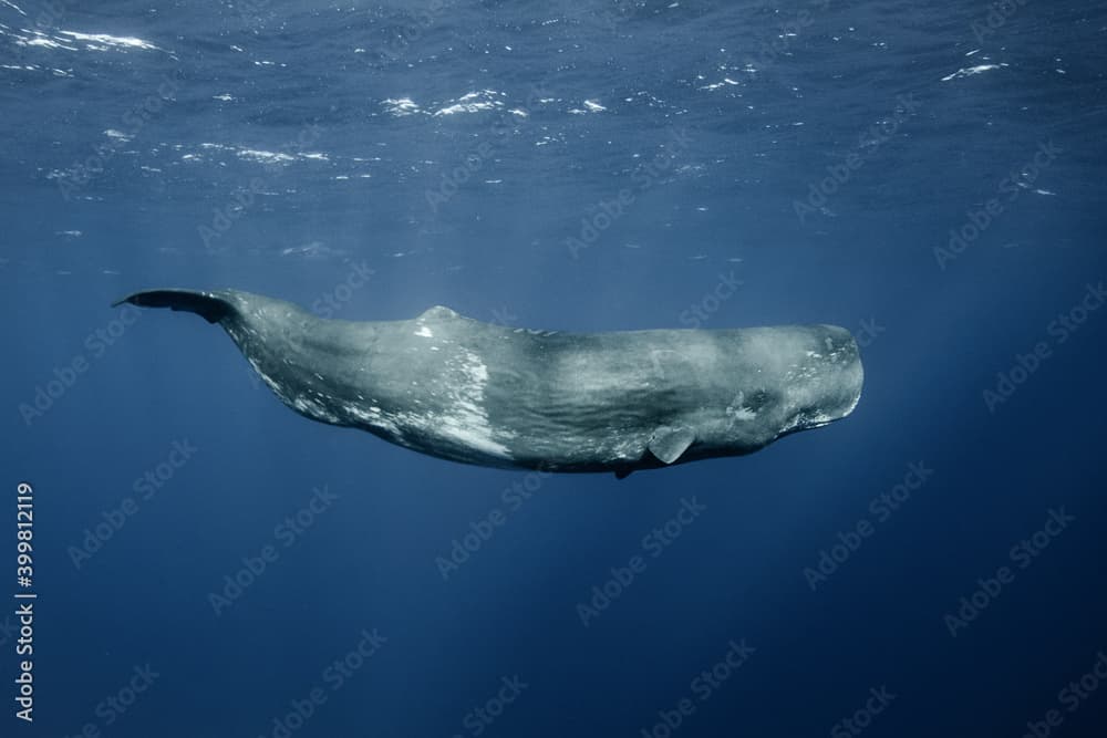 whale-photo